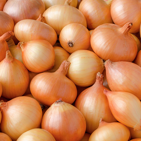Bekris%20Agro